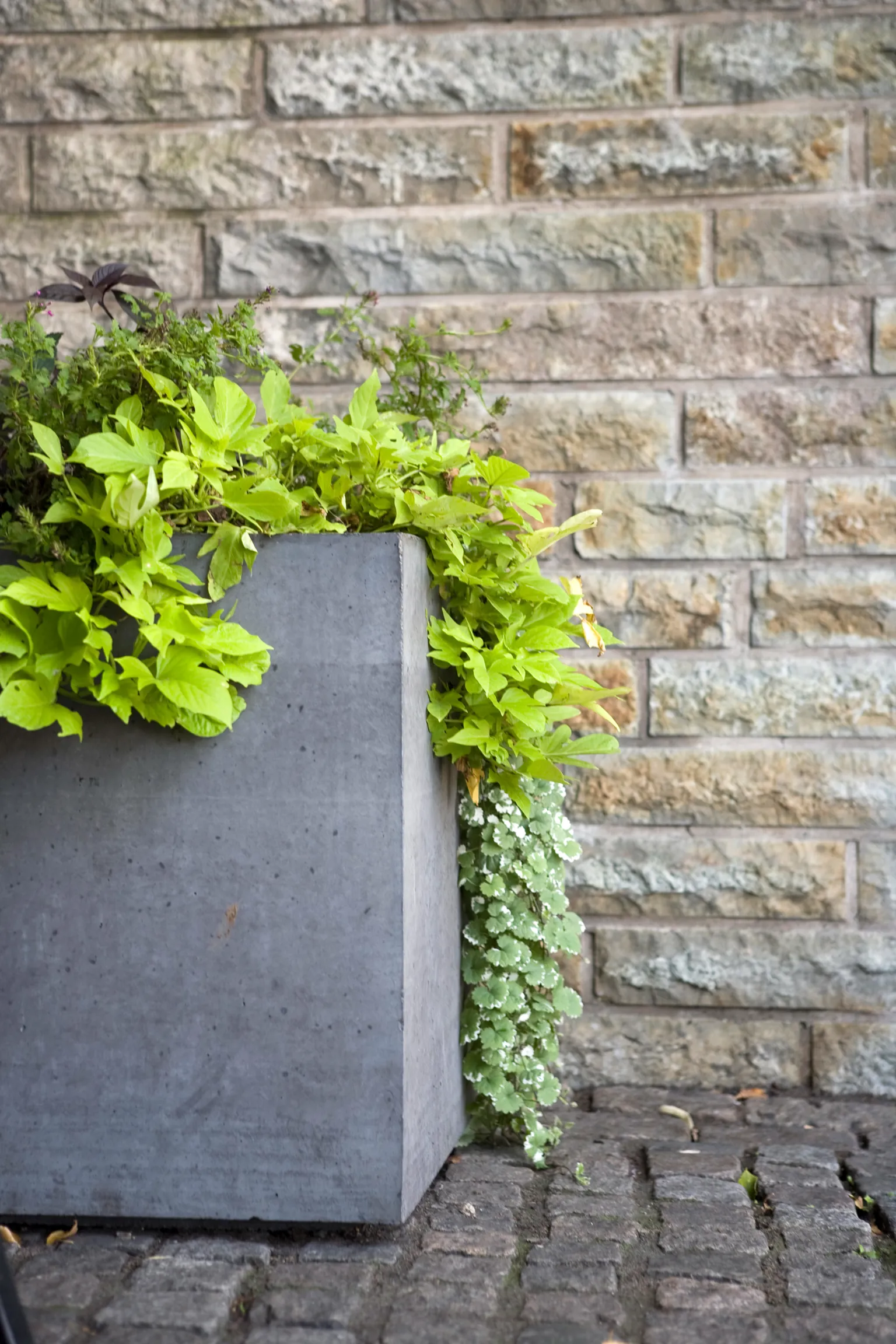 Concrete Planter - Bergen - Image 7